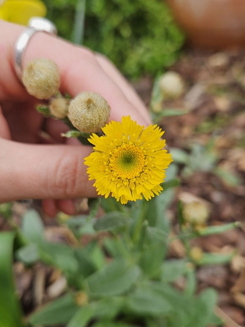 Podolepis canescens photo 3