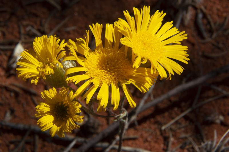 Podolepis canescens photo 5