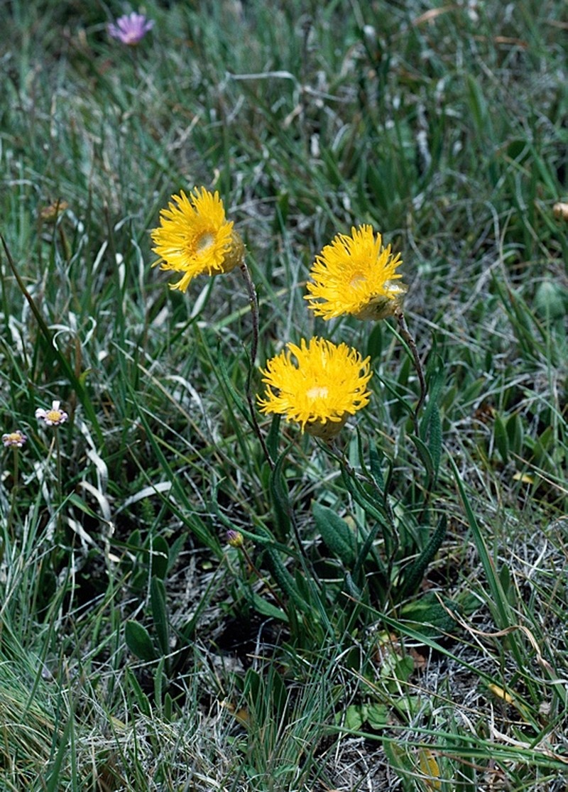 Podolepis decipiens