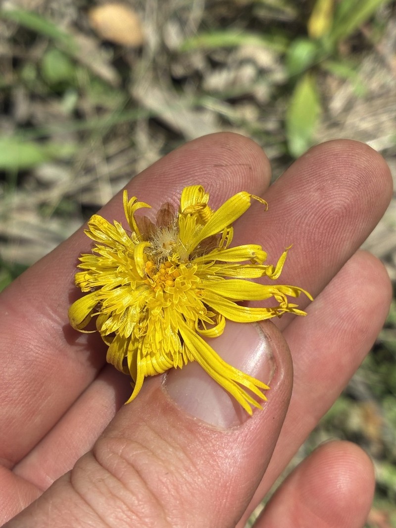 Podolepis decipiens photo 2