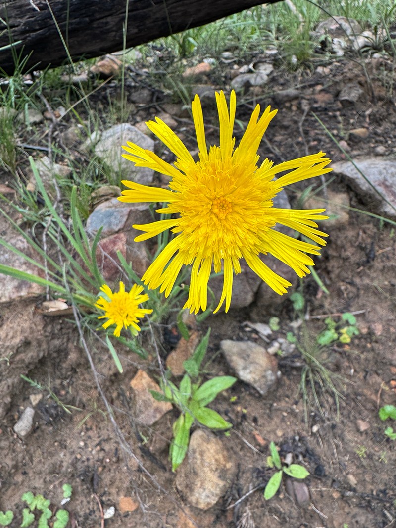 Podolepis decipiens photo 3