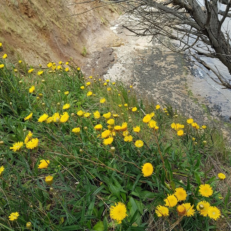 Podolepis decipiens photo 4