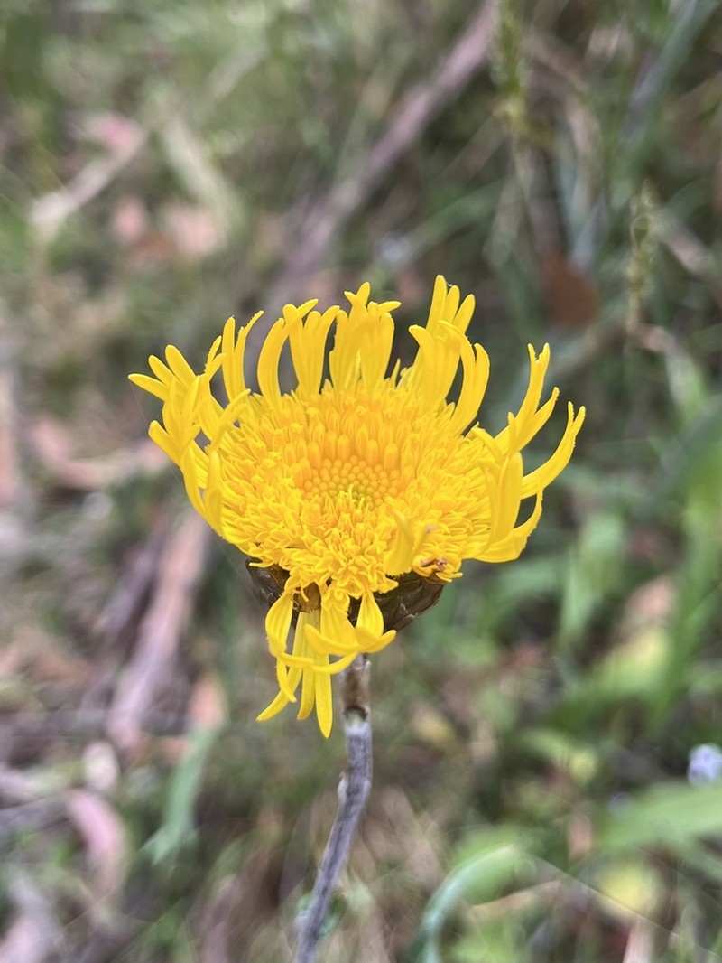 Podolepis decipiens photo 5