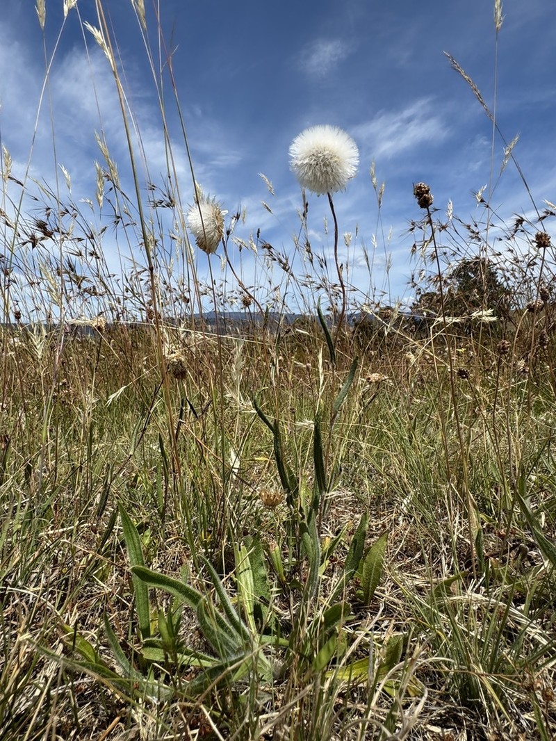 Podolepis decipiens photo 6