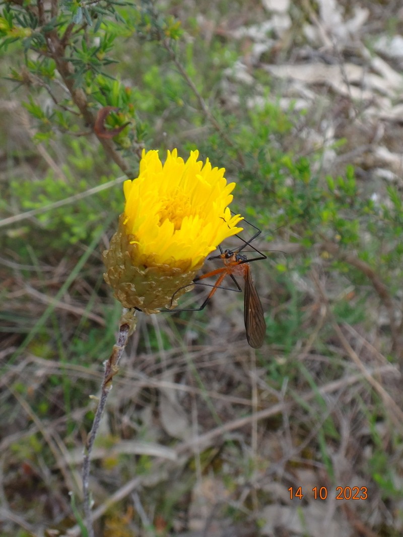 Podolepis decipiens photo 7