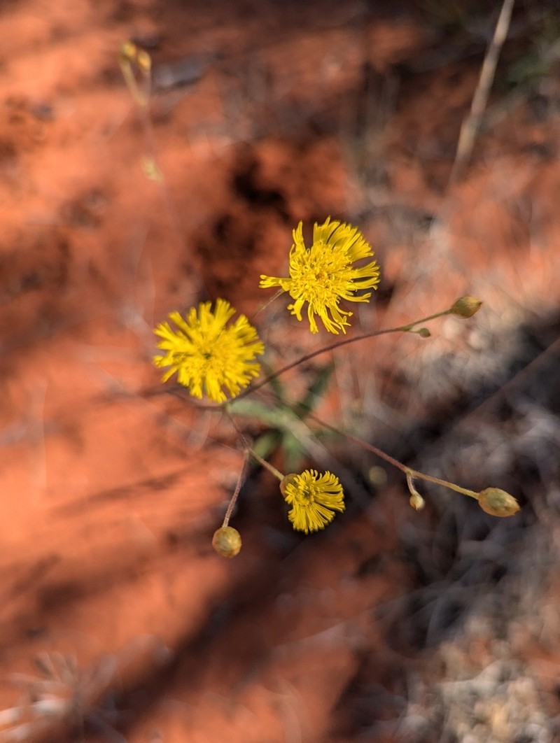 Podolepis eremaea photo 2