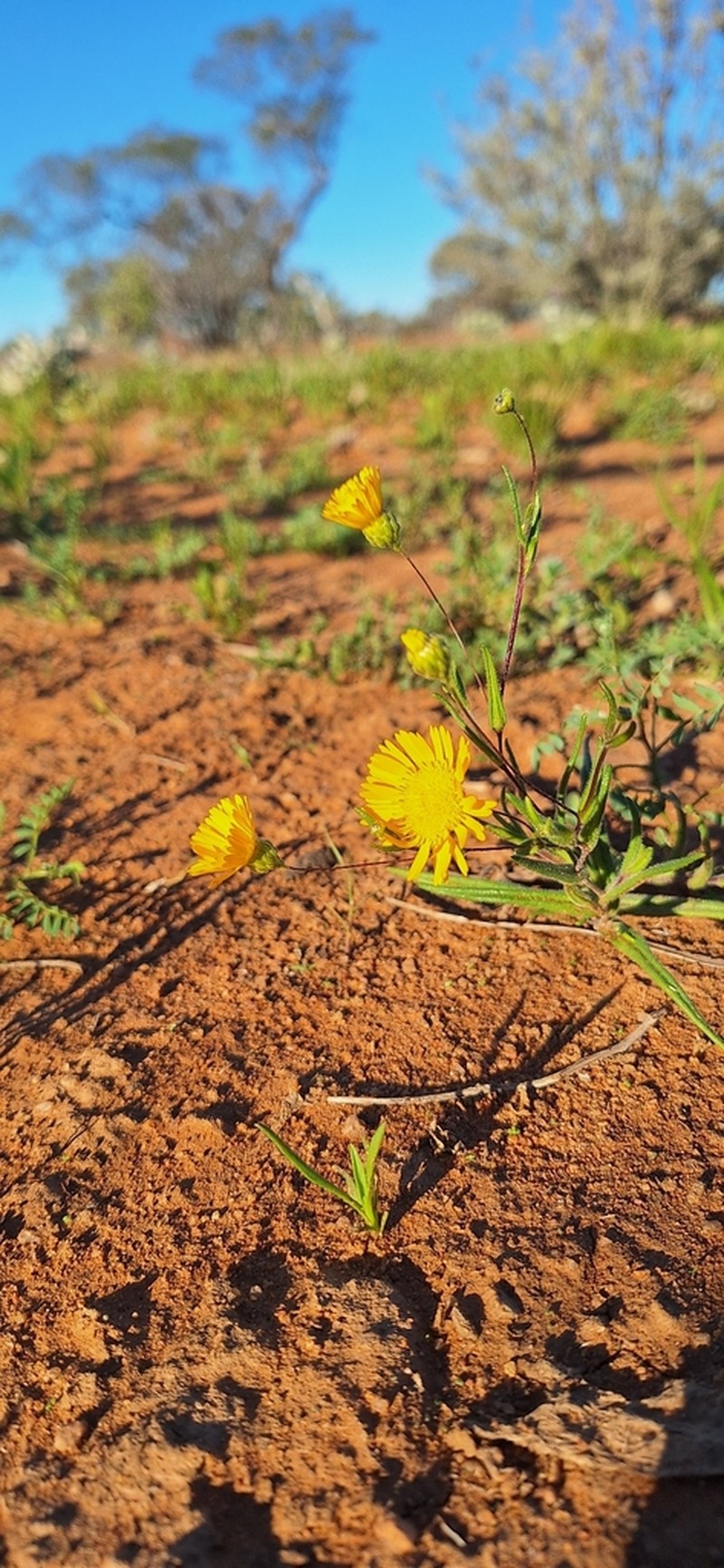Podolepis eremaea photo 3