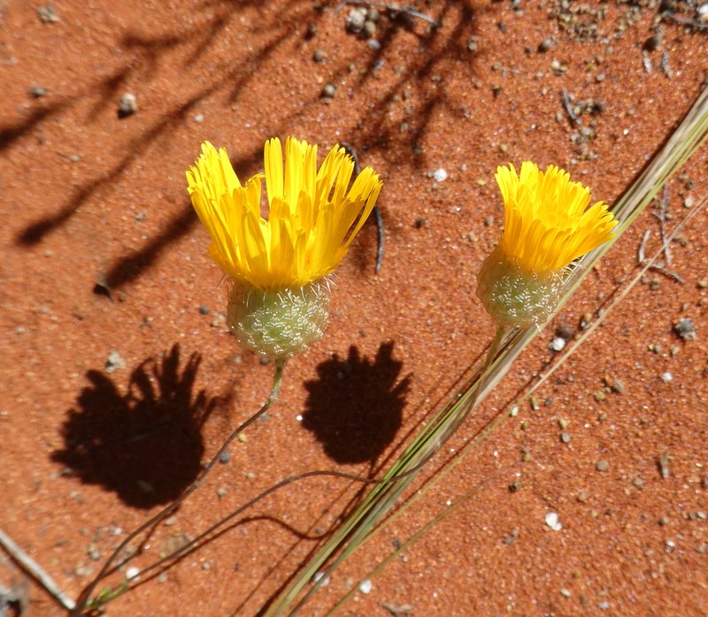 Podolepis eremaea photo 4