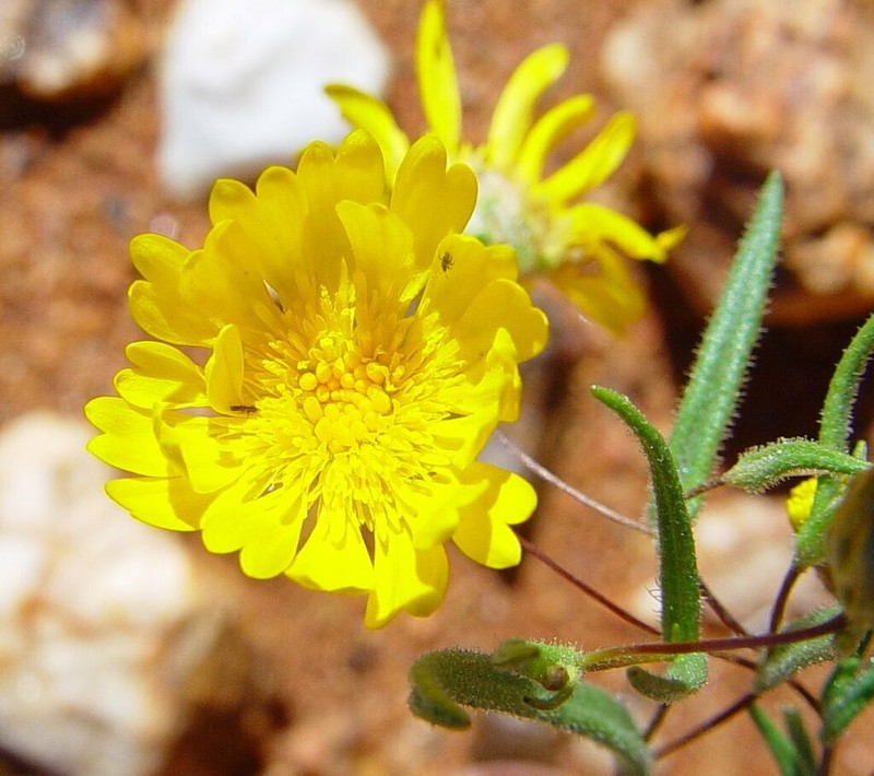 Podolepis gardneri