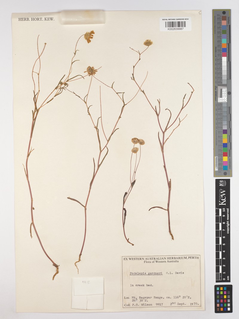 Podolepis gardneri photo 3