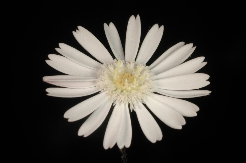 Podolepis gracilis