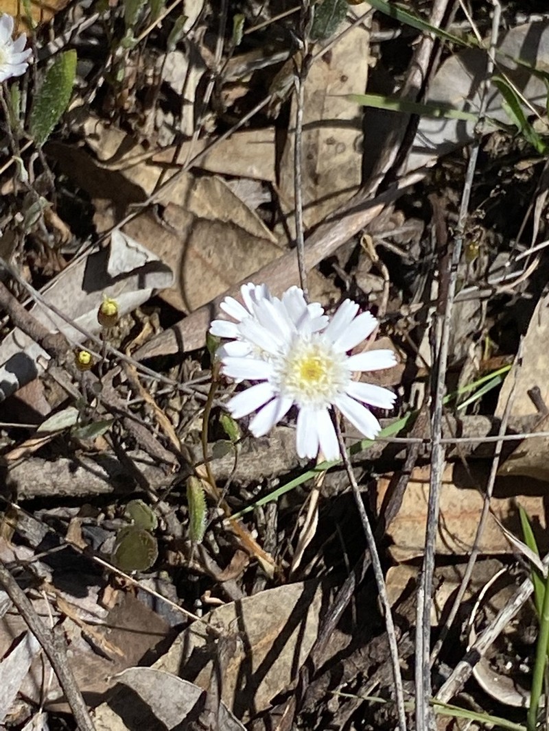 Podolepis gracilis photo 2