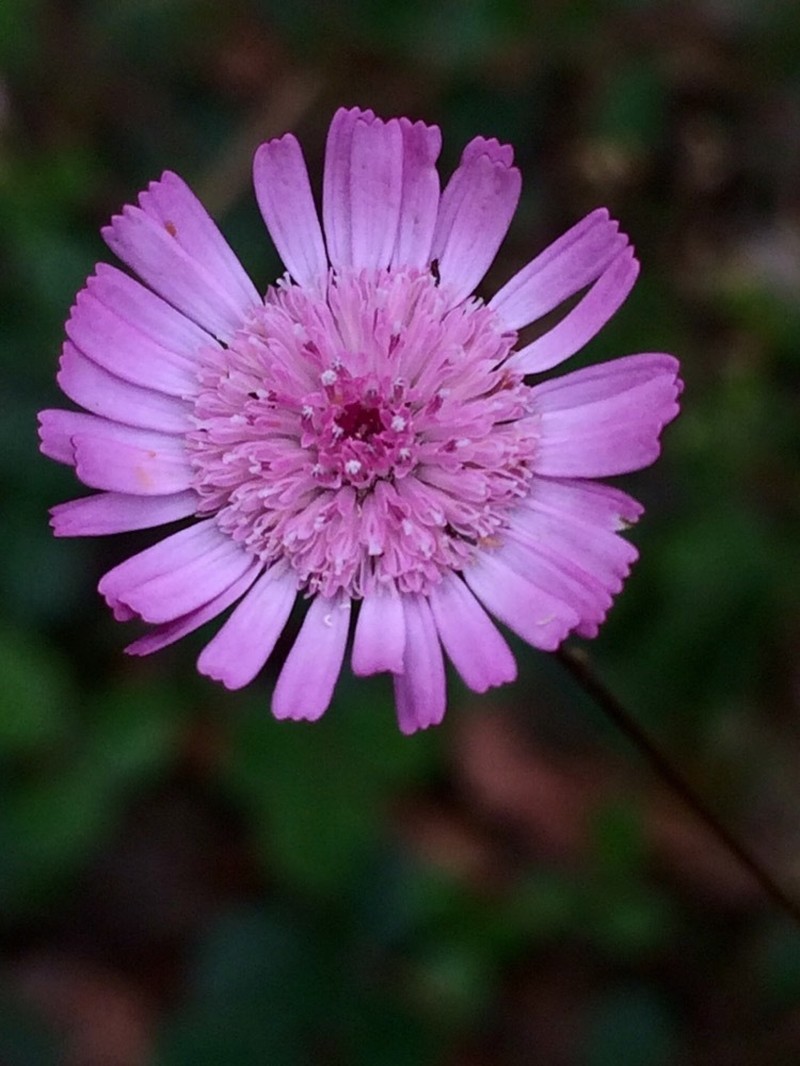 Podolepis gracilis photo 3
