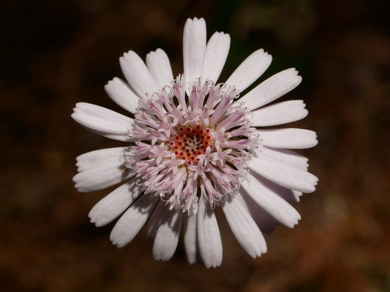 Podolepis gracilis photo 4