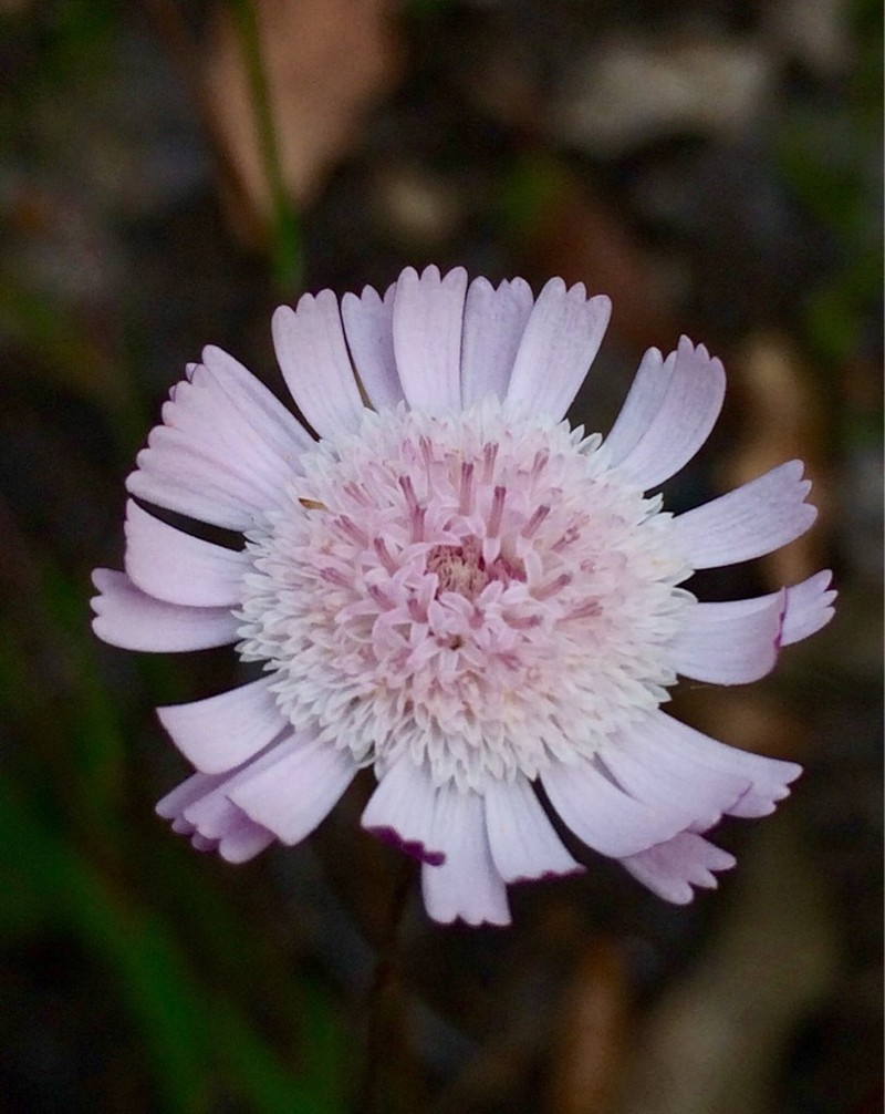 Podolepis gracilis photo 6