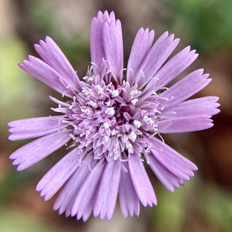 Podolepis gracilis photo 7