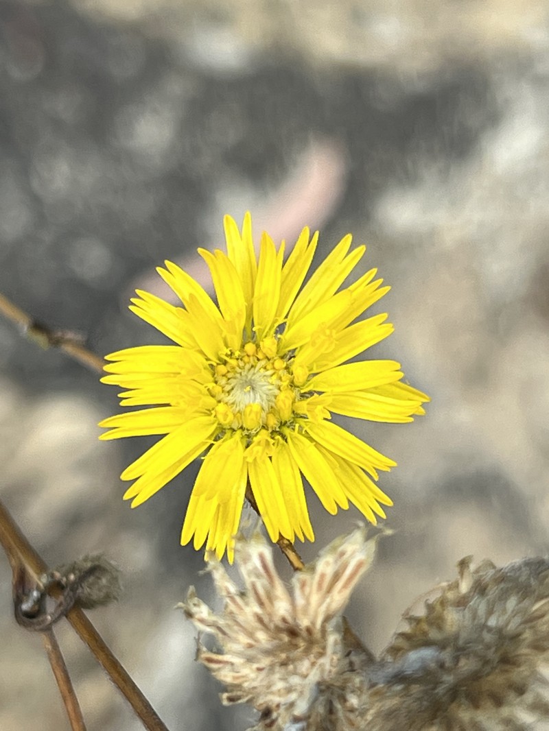 Podolepis hieracioides