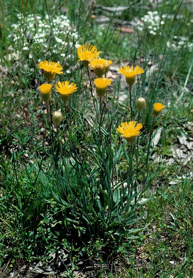 Podolepis hieracioides photo 2