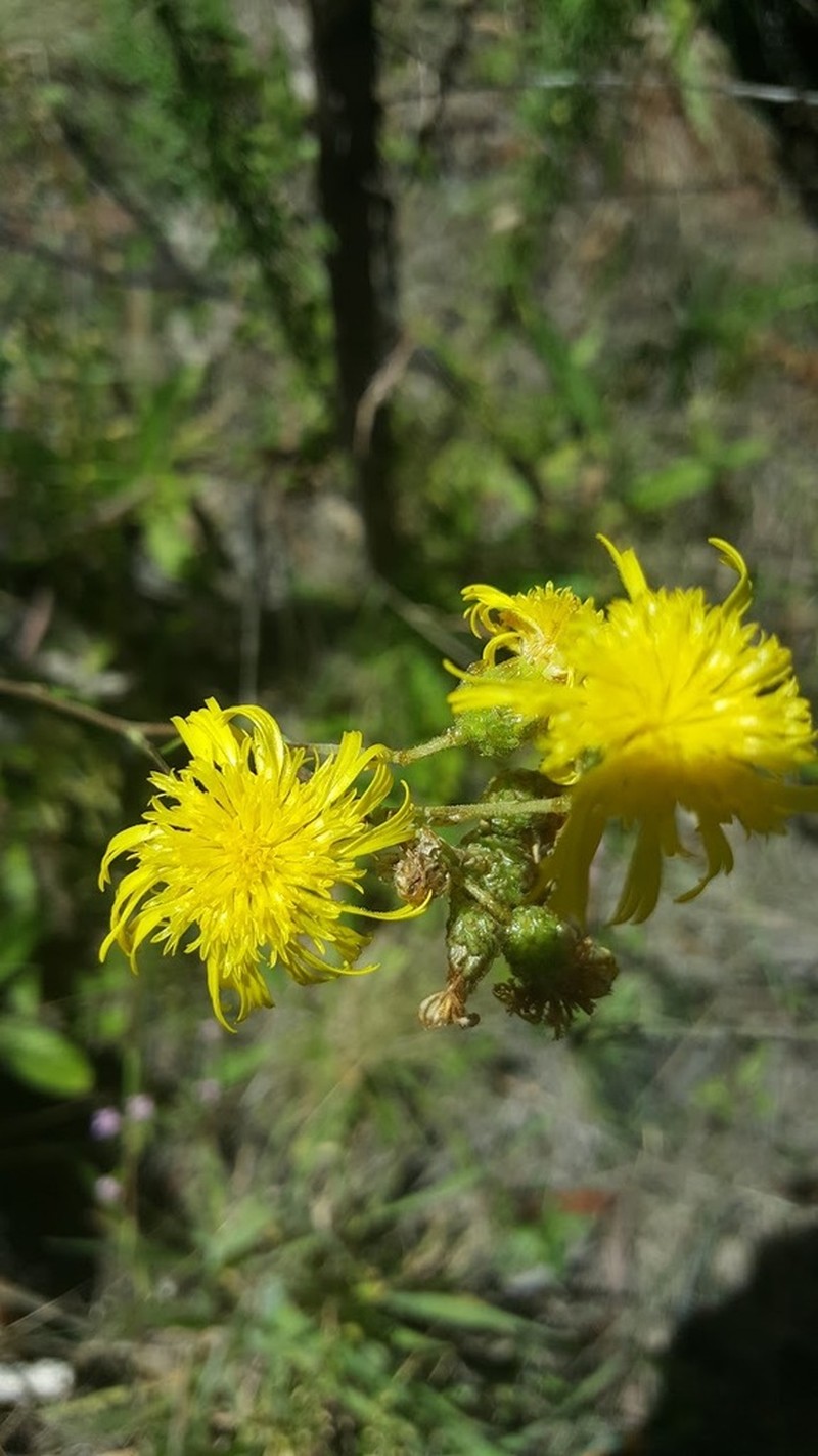 Podolepis hieracioides photo 3