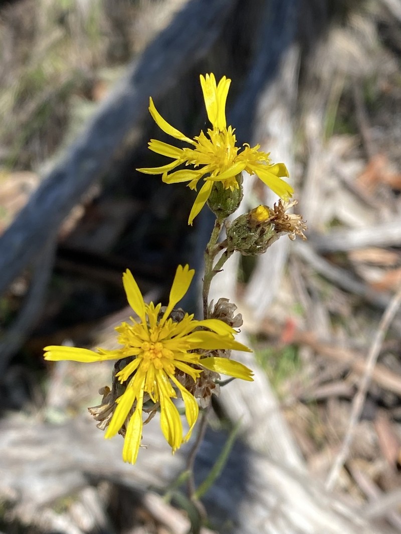 Podolepis hieracioides photo 4