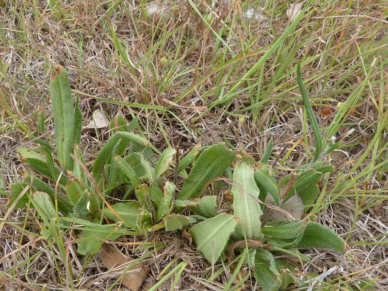 Podolepis hieracioides photo 5