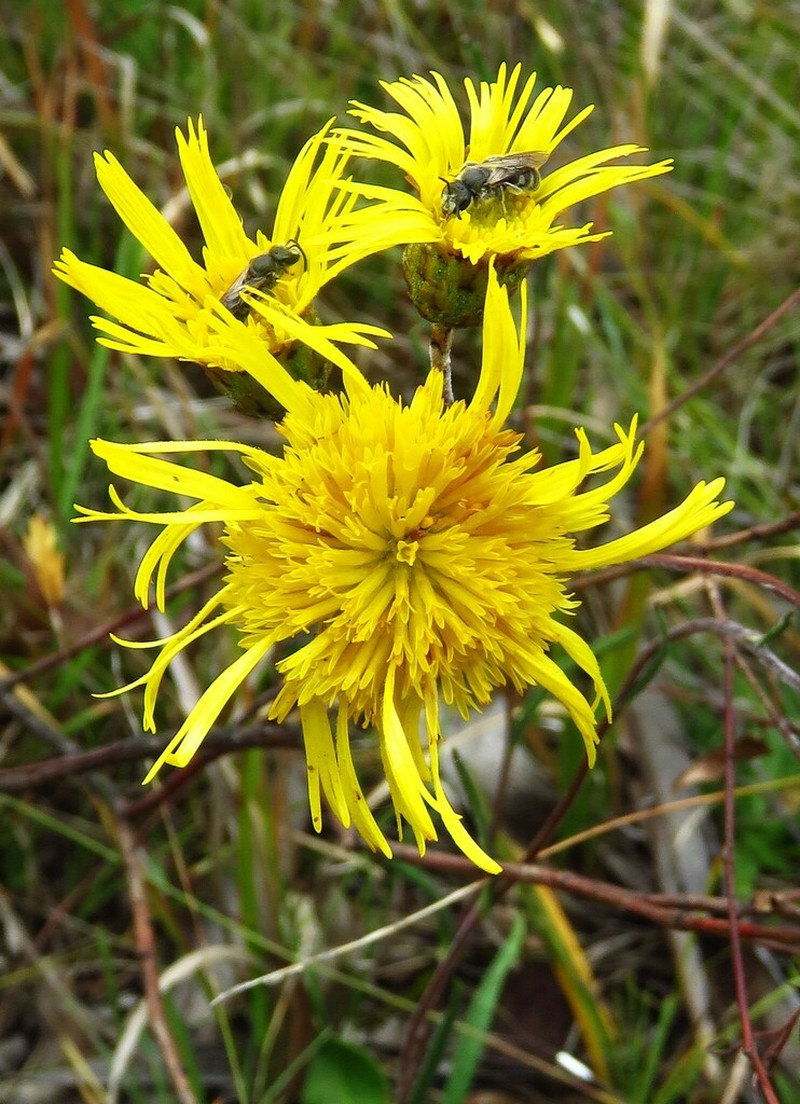 Podolepis hieracioides photo 6
