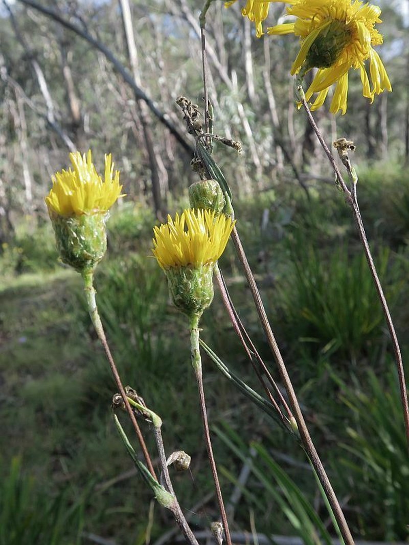 Podolepis hieracioides photo 7
