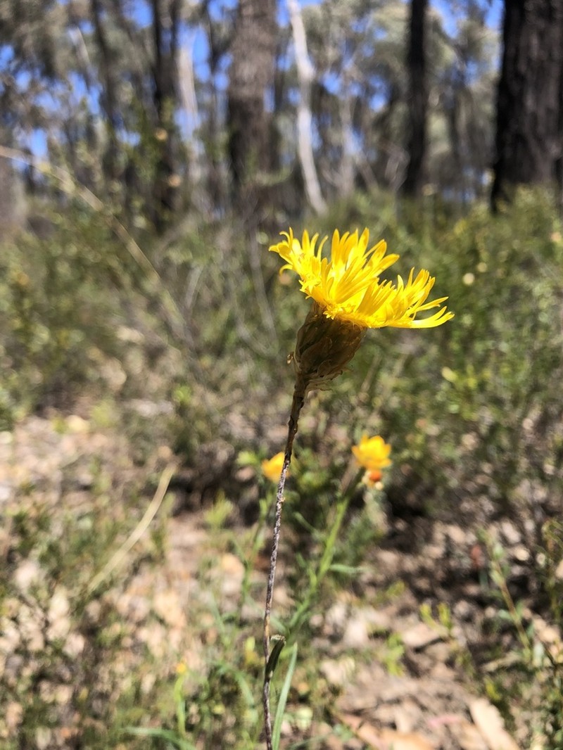 Podolepis jaceoides