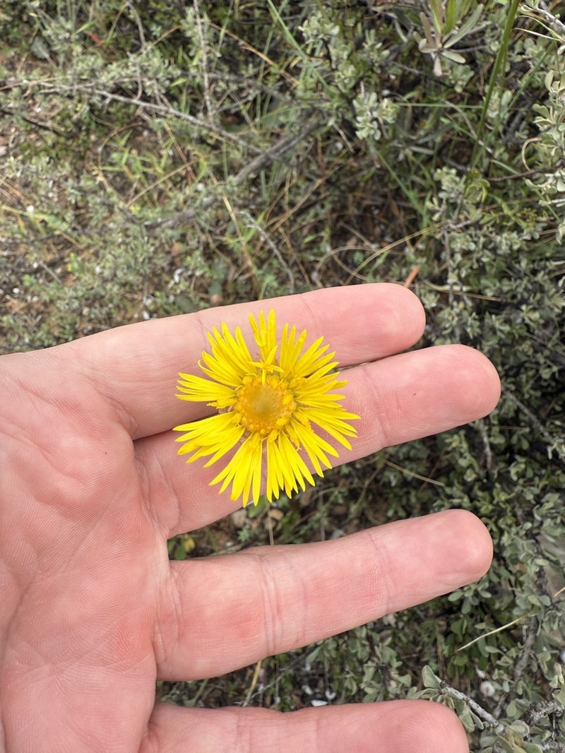 Podolepis jaceoides photo 2