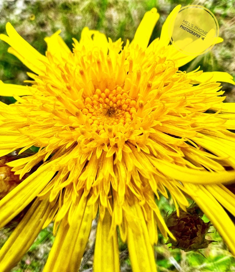 Podolepis jaceoides photo 3