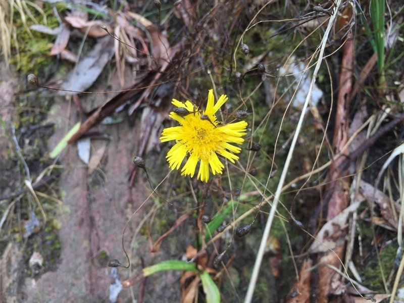 Podolepis jaceoides photo 4
