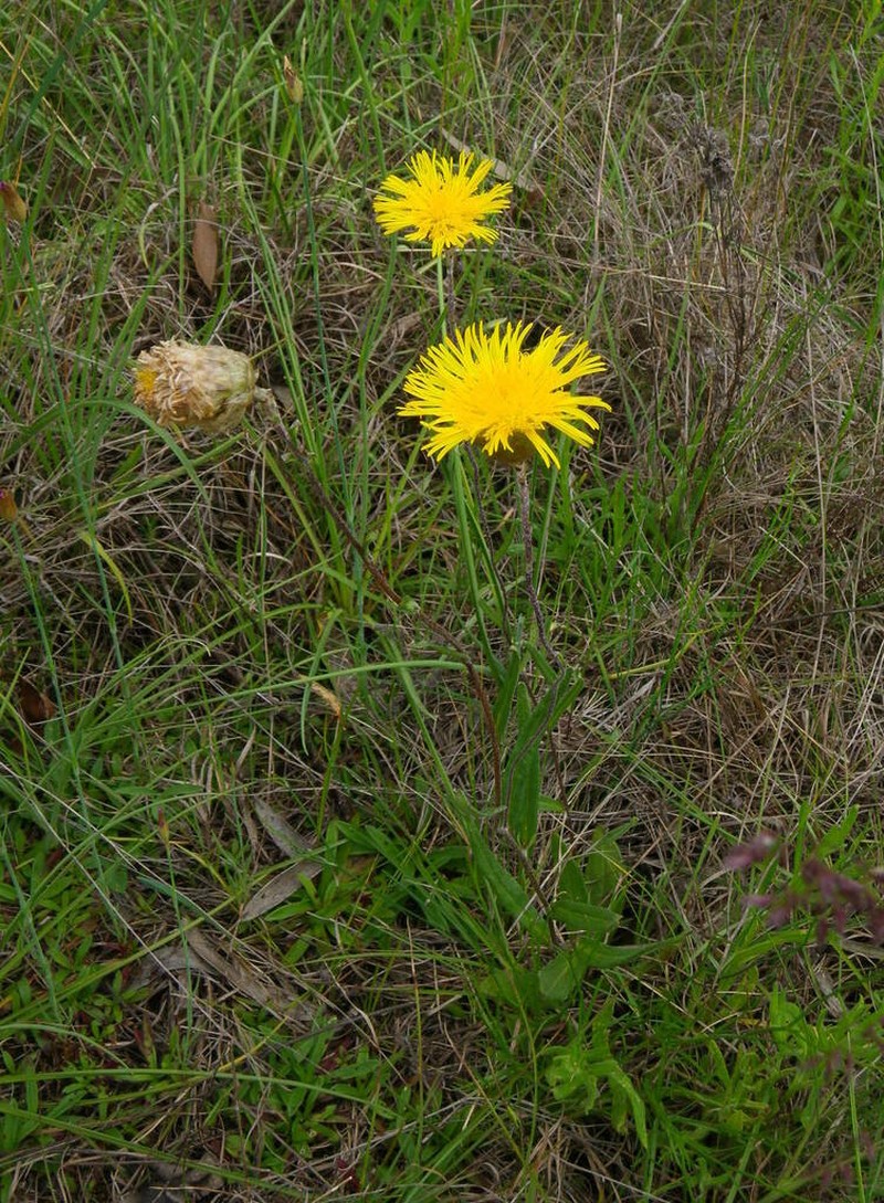 Podolepis jaceoides photo 5