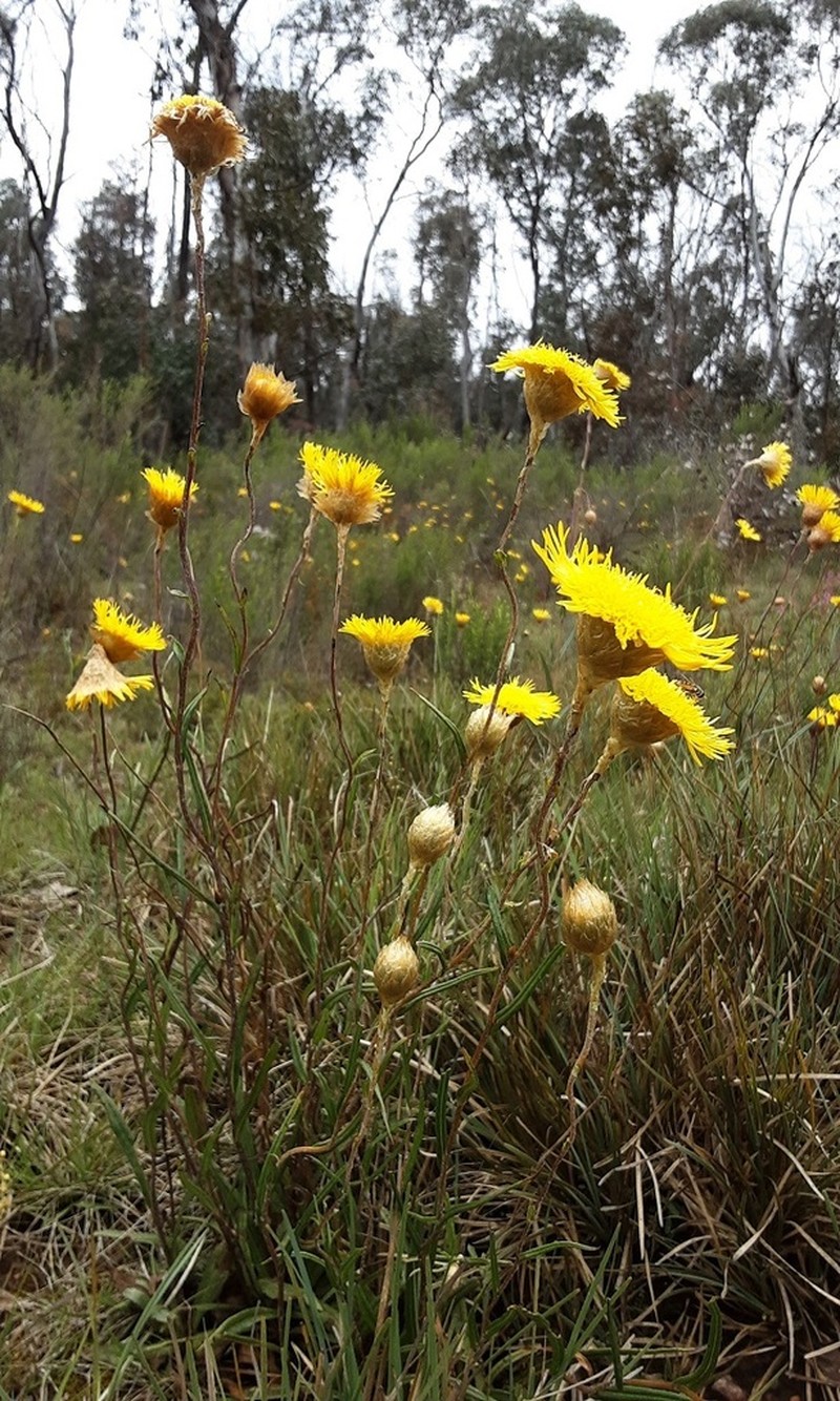 Podolepis jaceoides photo 6