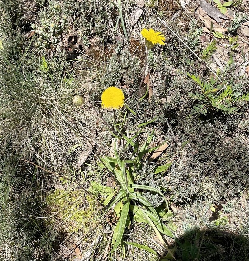 Podolepis jaceoides photo 7
