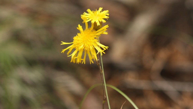 Podolepis jaceoides photo 8