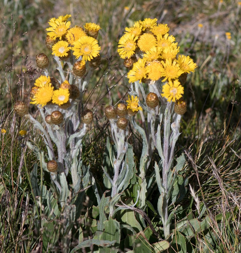 Podolepis laciniata photo 2