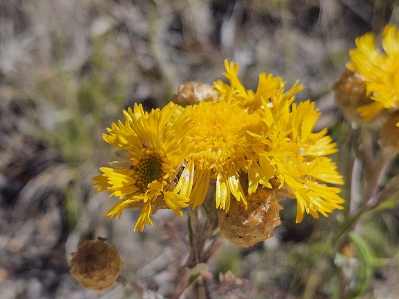 Podolepis laciniata photo 3