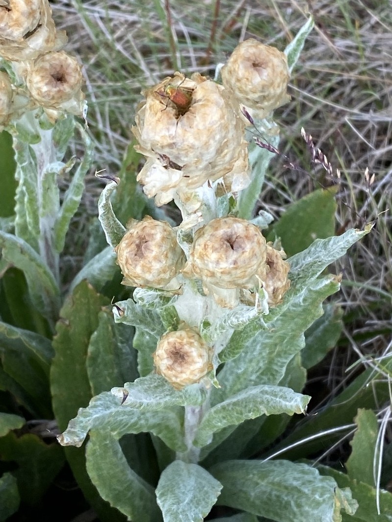 Podolepis laciniata photo 4