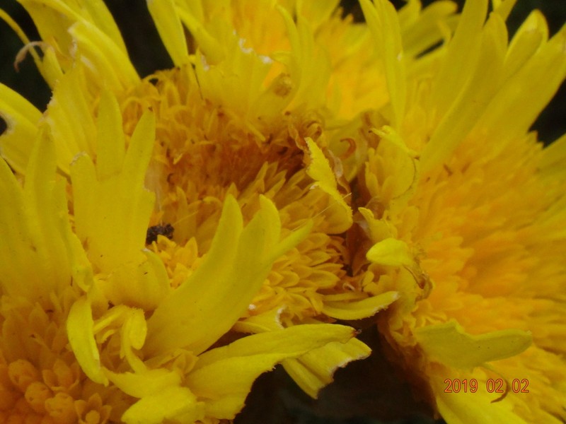 Podolepis laciniata photo 5