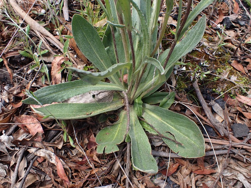 Podolepis laciniata photo 6