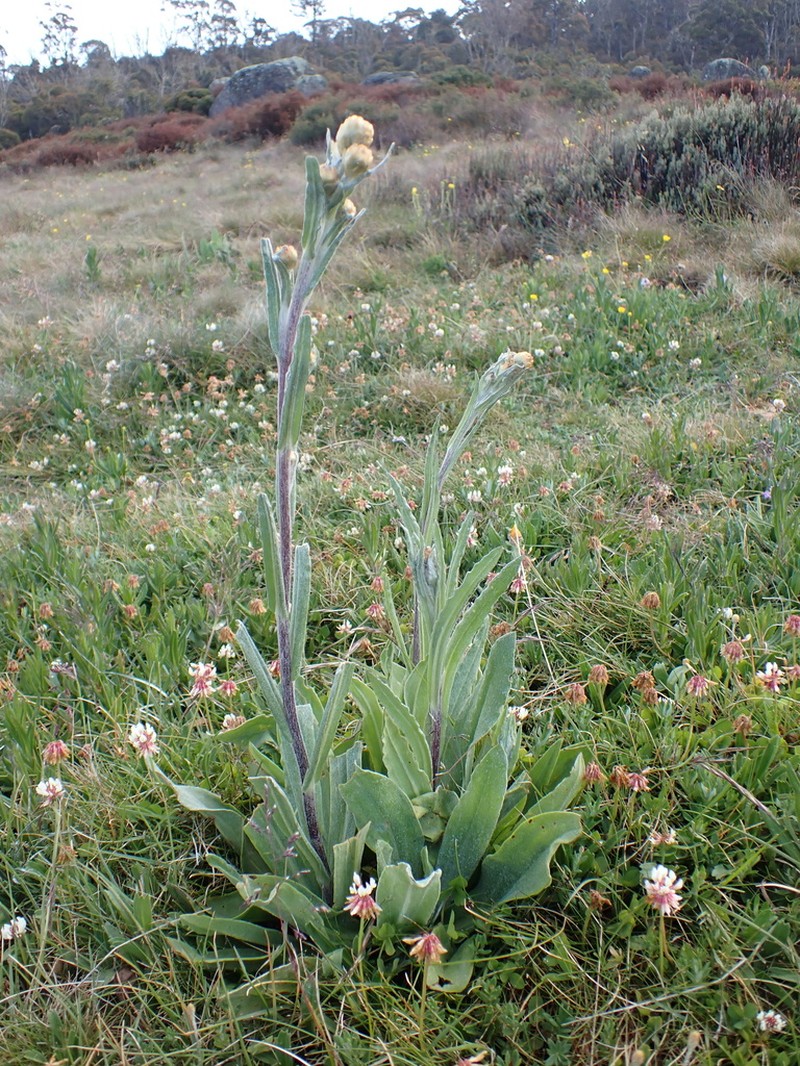 Podolepis laciniata photo 7