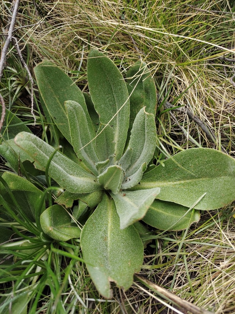 Podolepis laciniata photo 8