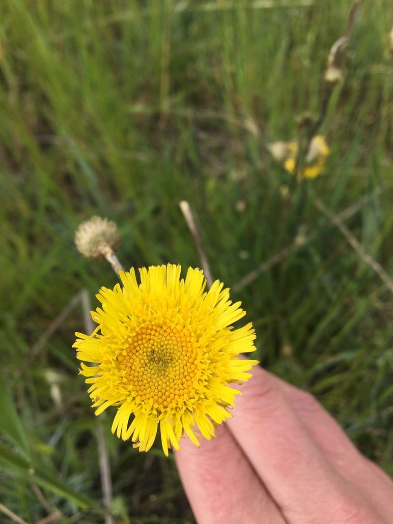 Podolepis linearifolia photo 2