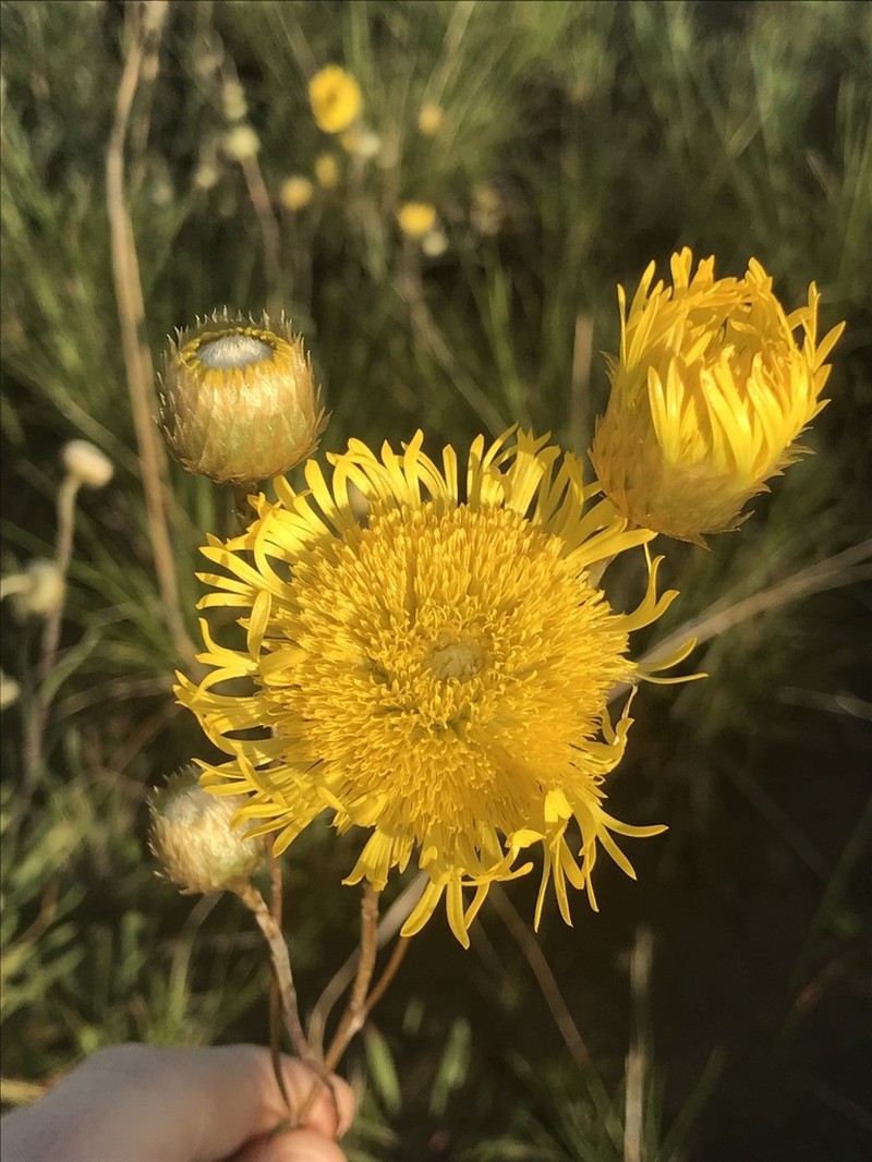 Podolepis linearifolia photo 3