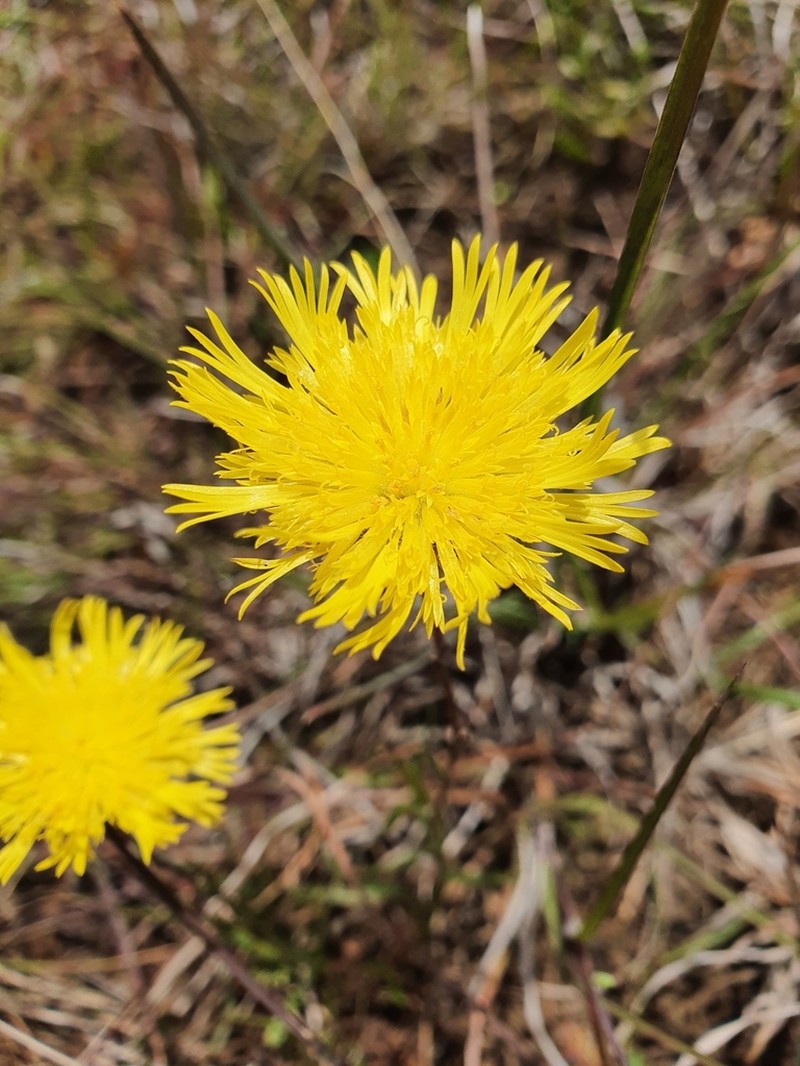 Podolepis linearifolia photo 6