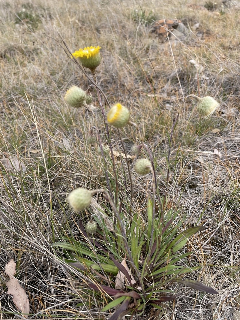 Podolepis linearifolia photo 7