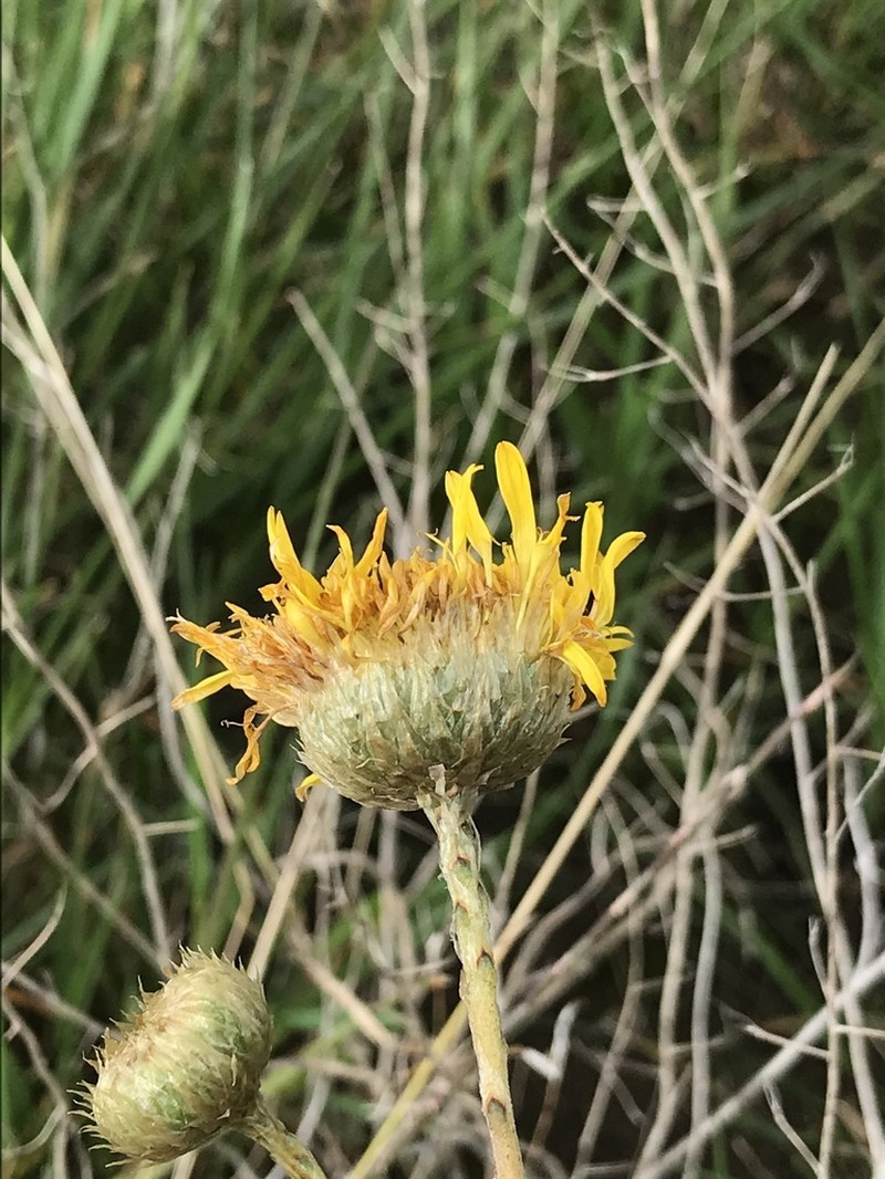 Podolepis linearifolia photo 8