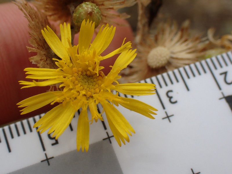 Podolepis longipedata