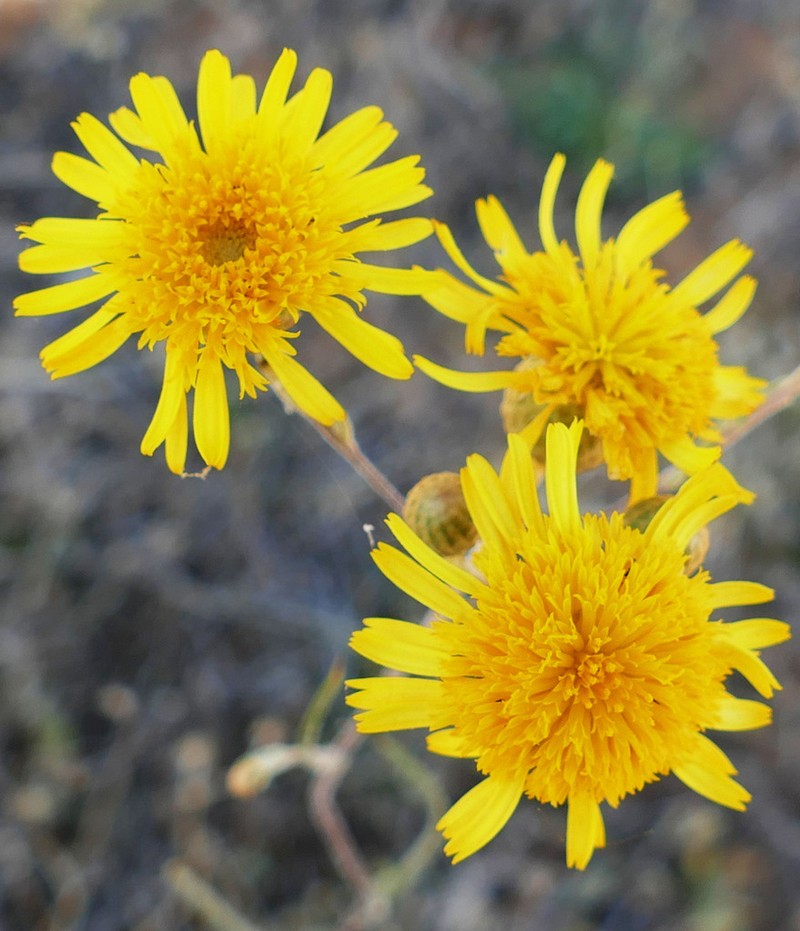 Podolepis longipedata photo 2