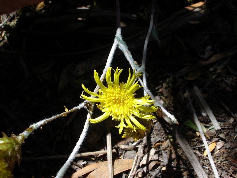 Podolepis monticola